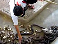 Cleaning A Cobra Pit