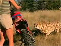 A Brave Woman with Wild Cheetahs