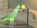 A Very Smart Parrot