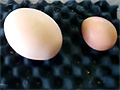 Huge Egg With A Surpise