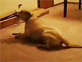 A Sleeping Dog Runs Into Wall