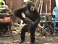 Ape With AK-47