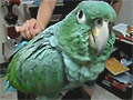 Laughing Parrot