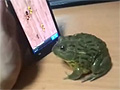 Frog playing Ant Smasher