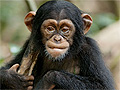 Chimpanzee Trailer