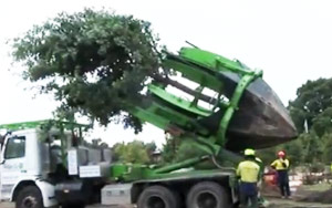 Tree Relocation