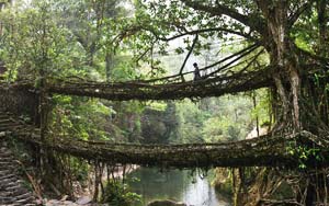 The Living Bridge