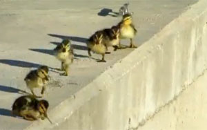 Brave Ducklings