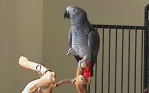 Parrot Whistling 'Always Look on the Bright Side'