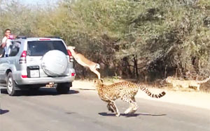 Cheetah Chases Impala Antelope