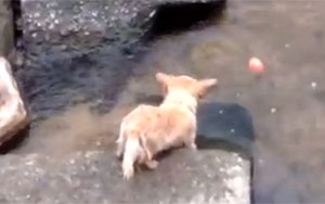 Dog plays fetch by himself