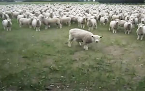 Sheep Protest