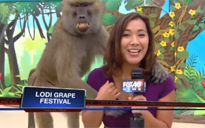 Baboon Grabs Reporter's Boob