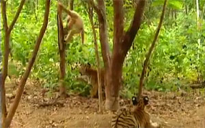 Gibbon Irritates Cubs