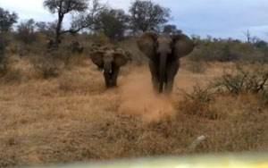 Elephant Attacks Safari Jeep