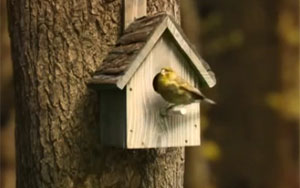 Inside a Birdhouse