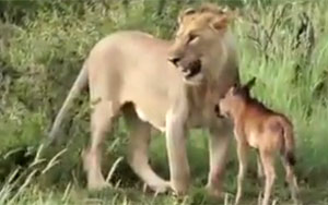 Lioness Saves Baby Gnu