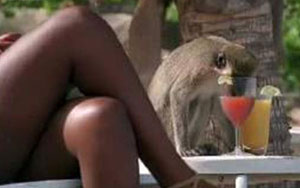 Alcoholic Vervet Monkeys