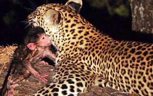 Leopard Adopts Baby Baboon