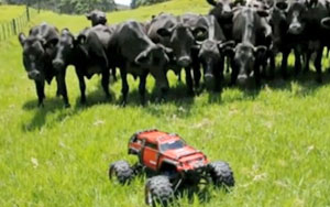 Cows Chasing a RC Car