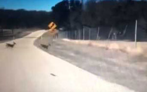 Deer Jump Fail