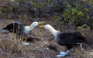 Albatross Mating Dance