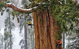 The 2nd Largest Tree In The World - 3200 Years Old 