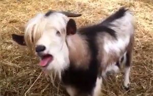 Goat Impersonates a Chicken