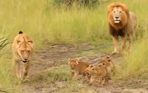 Lion Cubs Try to Mimic Dad