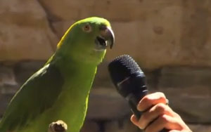 Groucho - The Singing Parrot 