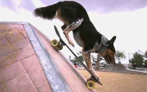 Alex & Jumpy - The Parkour Dog