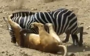 Lion Vs Zebra