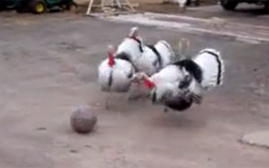 Turkeys Playing Soccer