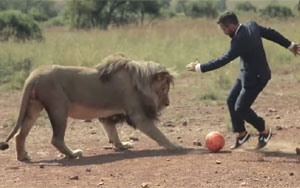 Playing Football with Lions!