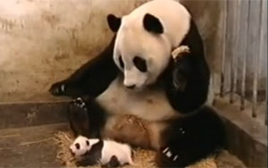 The Sneezing Baby Panda