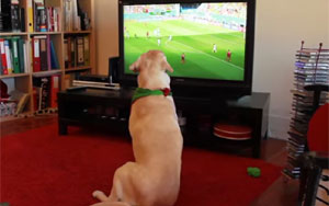 Dog's Reaction to Portugal's Elimination