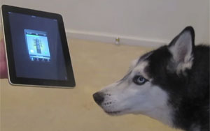 Husky Dog Sings with iPAD