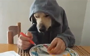 Cute Dog Eating With Spoon