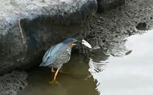 Intelligent Bird Goes Fishing