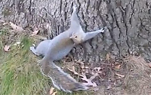 Drunk Squirrel