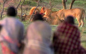 Three Men vs. Fifteen Hungry Lions