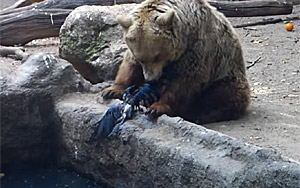 Bear Saves Drowning Crow