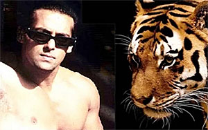 Salman Khan Pets A Tiger!!!