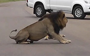 Lion Shows Tourists Why You Must Stay Inside