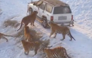 Feeding Tigers in Harbin Tiger Park