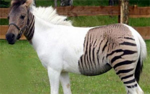 Hebra - The Zebra Horse