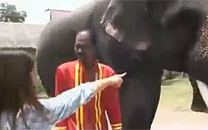 Elephant Eats Ttourist's Mobile Phone