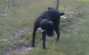 Dog Pees on Electric Fence