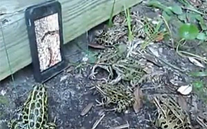 A Bunch Of Frogs Gather To Watch A Video About Worms