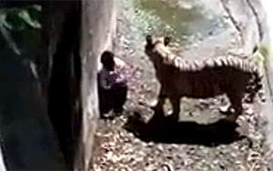 Tiger Kills Student Inside Delhi Zoo